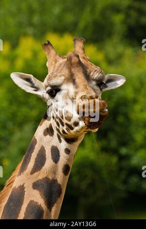 Giraffa ugandese, Giraffa camelopardalis rothschildi Foto Stock