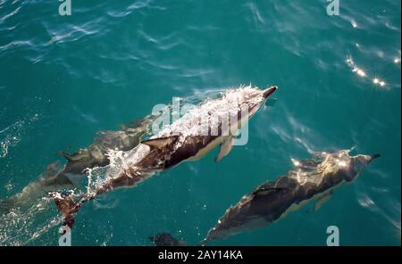 Angolo di tre delfini tursiopi frolica in chiaro Acque della Nuova Zelanda Foto Stock