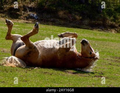 Cavallo divertente sdraiato sulla schiena in una terra verde durante il giorno Foto Stock