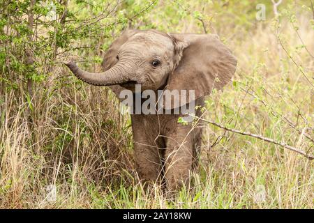 Un vitello elefante, Loxodonta africana, solleva il suo tronco in piedi nel verde Foto Stock