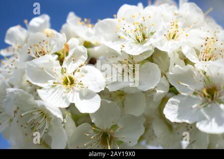 Colpo stretto di un bianco piombo fiori con bit di un cielo blu sullo sfondo Foto Stock