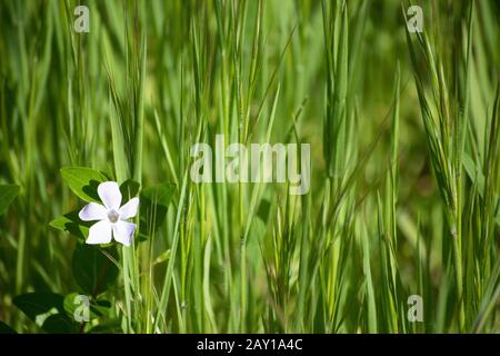 Piccolo fiore grazioso con erba verde lunga sullo sfondo con spazio per un logo o un testo Foto Stock