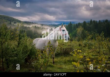 Un cavallo bianco che emerge dal paesaggio nebbioso della foresta mistica Transilvania. Foto Stock