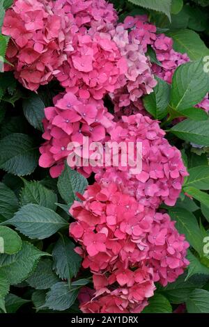 Fiori rosa o malva di hydrangea in piena fioritura. Foto Stock