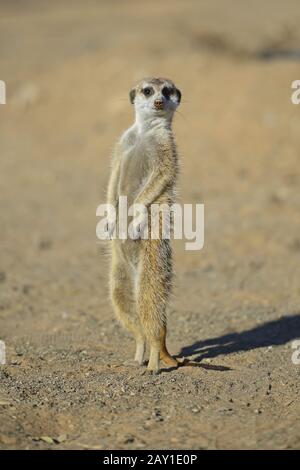 Earthman (Suricata suricatta) al mattino, vicino a Keetmansho Foto Stock