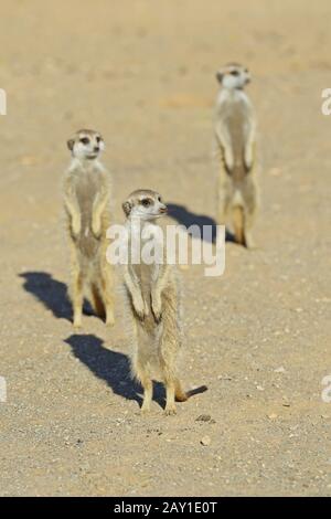 Earthman (Suricata suricatta) al mattino, vicino a Keetmansho Foto Stock