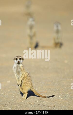 Earthman (Suricata suricatta) al mattino, vicino a Keetmansho Foto Stock