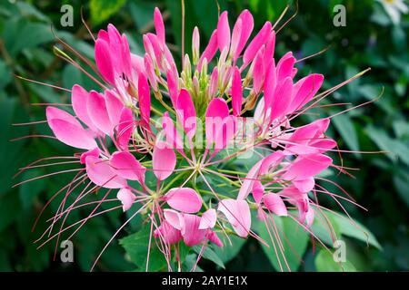 Primo piano di fiori rosa ragno pianta, su sfondo verde scuro. Foto Stock