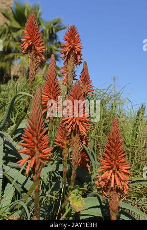 Aloearten (spec. Aloe) diverso in Lamberts Bay, West Hood, Foto Stock