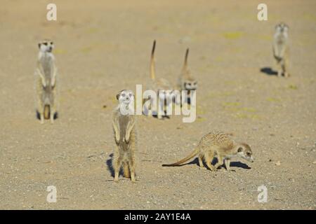 Earthman (Suricata suricatta) al mattino, vicino a Keetmansho Foto Stock