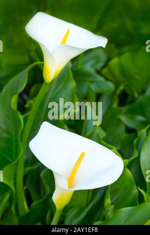 Due fiori bianchi di calla o di giglio di arum sullo sfondo di foglie verdi. Foto Stock