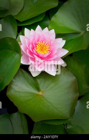 Perfetto giglio d'acqua rosa o loto con foglie sullo stagno, foto di sfondo con spazio di testo. Foto Stock