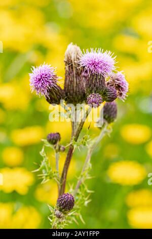 Il thistle scozzese contro una vista dei dandelions ai prati dell'azienda agricola di lavanda di Snowshill nei Cotswolds. Luglio 2019 Foto Stock