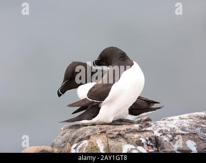 Razorbbill o meno auk (Alca torda), un uccello della famiglia Alca degli Alcidae, gli auchi. Preso Su Staple Island, Le Isole Farne. Foto Stock