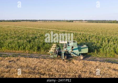 Coltivazione di grano, un verde si combina in campagna in una soleggiata giornata estiva su uno sfondo di blu cielo senza nuvole Foto Stock