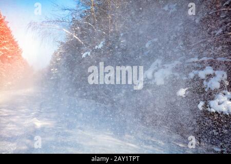 Blizzard nella pineta invernale. Paesaggio naturale Foto Stock