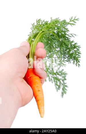 Carota fresca tenuta in mano sinistra maschile Foto Stock