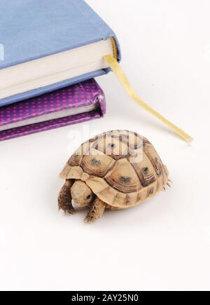 Lenta tartaruga a camminare sul tavolo con libro dietro Foto Stock