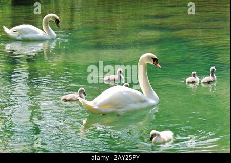 Famiglia dei cigni Foto Stock