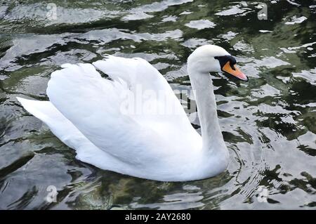 Bel cigno sul lago Foto Stock