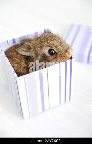 Coniglio bambino carino Foto Stock