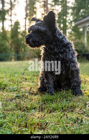 Carino schnauzer shaggy si trova nel cortile della casa e guarda con interesse al lato, contro uno sfondo sfocato di verde. Foto Stock