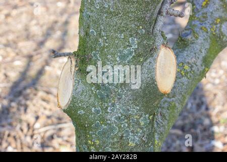 Potato un ramo di albero mentre potando e radendo vecchi e rami asciutti in un frutteto di mela. Foto Stock