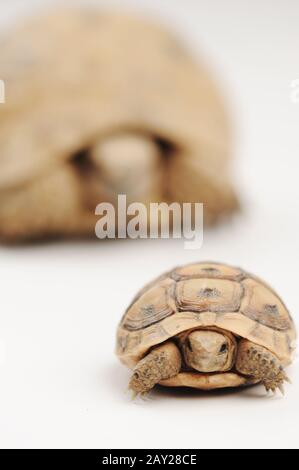 Turtle figlio e padre Foto Stock