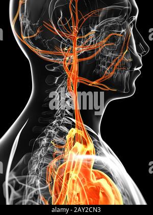 3d reso illustrazione del maschio del sistema vascolare Foto Stock