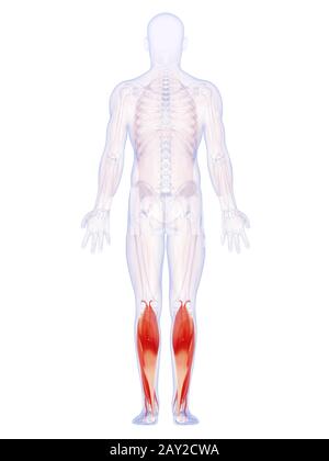 3d reso illustrazione del i muscoli della parte inferiore delle gambe Foto Stock