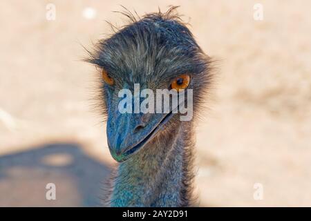 Primo piano di Un'Emu che si sta fissando direttamente all'obiettivo della fotocamera Foto Stock