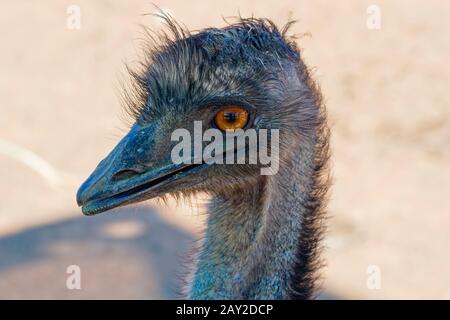 Primo piano di Un'Uem in profilo che guarda con attenzione a sinistra. Foto Stock