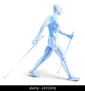 Rendering 3d Illustrazione medica - nordic walking Foto Stock