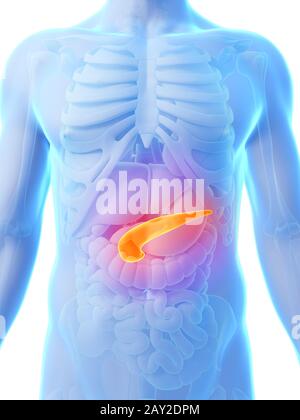 Rendering 3d - Illustrazione del pancreas Foto Stock