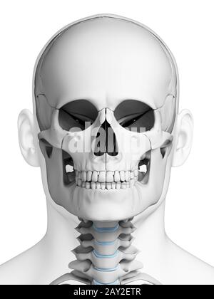 3d reso illustrazione - teschio umano anatomia Foto Stock