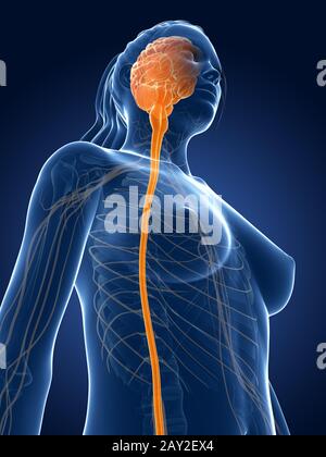 Rendering 3d Illustrazione medica - il midollo spinale Foto Stock