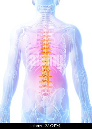 3d reso illustrazione - colonna vertebrale umana Foto Stock