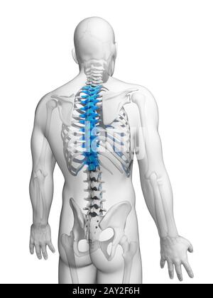 3d reso illustrazione - spina toracica Foto Stock
