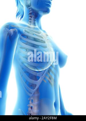 Resi illustrazione del torace scheletrico Foto Stock