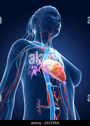 Rendering 3d Illustrazione medica - femmina del sistema vascolare Foto Stock