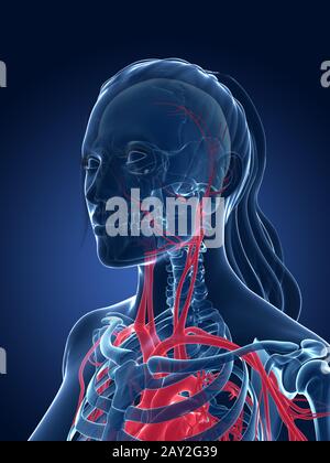 Rendering 3d Illustrazione medica - femmina del sistema vascolare Foto Stock