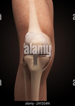 3d reso illustrazione - anatomia del ginocchio Foto Stock