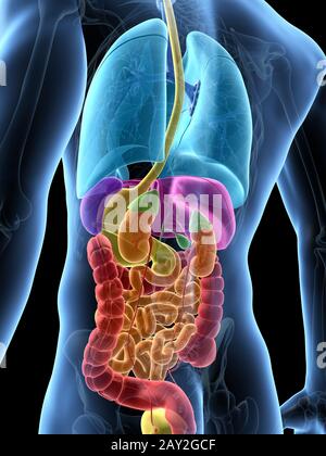 Illustrazione medica degli organi maschio Foto Stock