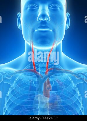 3d reso illustrazione dell'arteria carotidea Foto Stock