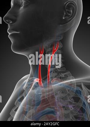 3d reso illustrazione dell'arteria carotidea Foto Stock