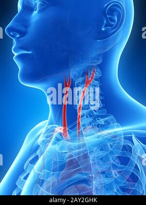 3d reso illustrazione dell'arteria carotidea Foto Stock