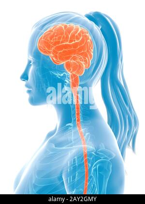 Rendering 3d Illustrazione medica - cervello femmina Foto Stock