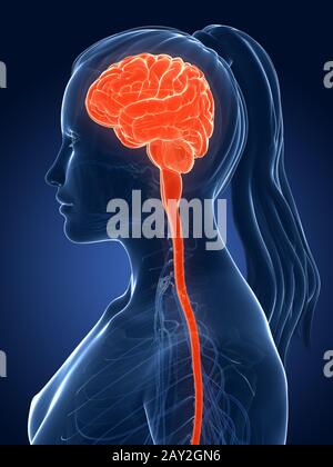 Rendering 3d Illustrazione medica - cervello femmina Foto Stock
