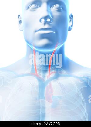 3d reso illustrazione dell'arteria carotidea Foto Stock