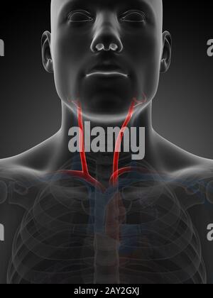 3d reso illustrazione dell'arteria carotidea Foto Stock
